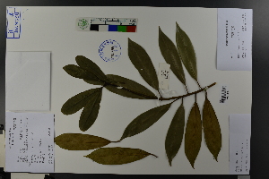  ( - Ge03760)  @11 [ ] CreativeCommons  Attribution Non-Commercial Share-Alike  Unspecified Herbarium of South China Botanical Garden