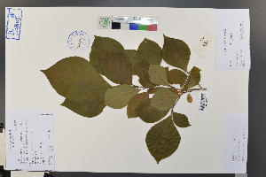  (Orixa japonica - Ge03761)  @11 [ ] CreativeCommons  Attribution Non-Commercial Share-Alike  Unspecified Herbarium of South China Botanical Garden