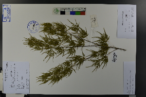  (Acer palmatum var. dissectum - Ge03762)  @11 [ ] CreativeCommons  Attribution Non-Commercial Share-Alike  Unspecified Herbarium of South China Botanical Garden