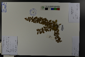  (Berberis thunbergii - Ge03763)  @11 [ ] CreativeCommons  Attribution Non-Commercial Share-Alike  Unspecified Herbarium of South China Botanical Garden