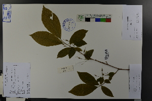  ( - Ge03764)  @11 [ ] CreativeCommons  Attribution Non-Commercial Share-Alike  Unspecified Herbarium of South China Botanical Garden