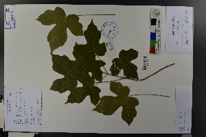  ( - Ge03765)  @11 [ ] CreativeCommons  Attribution Non-Commercial Share-Alike  Unspecified Herbarium of South China Botanical Garden