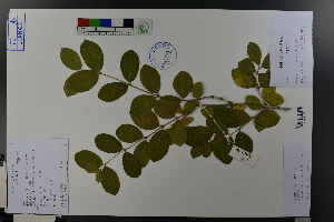  (Lonicera fragrantissima - Ge03768)  @11 [ ] CreativeCommons  Attribution Non-Commercial Share-Alike  Unspecified Herbarium of South China Botanical Garden