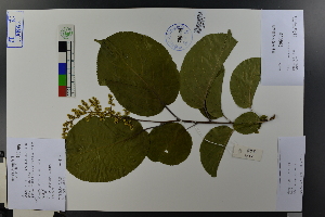  ( - Ge03769)  @11 [ ] CreativeCommons  Attribution Non-Commercial Share-Alike  Unspecified Herbarium of South China Botanical Garden