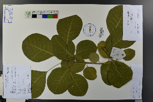  (Cotinus - Ge03771)  @11 [ ] CreativeCommons  Attribution Non-Commercial Share-Alike  Unspecified Herbarium of South China Botanical Garden