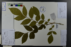  ( - Ge03776)  @11 [ ] CreativeCommons  Attribution Non-Commercial Share-Alike  Unspecified Herbarium of South China Botanical Garden