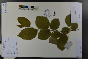  ( - Ge03783)  @11 [ ] CreativeCommons  Attribution Non-Commercial Share-Alike  Unspecified Herbarium of South China Botanical Garden