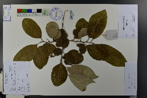  (Salix wilsonii - Ge03784)  @11 [ ] CreativeCommons  Attribution Non-Commercial Share-Alike  Unspecified Herbarium of South China Botanical Garden