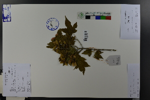  (Acer pauciflorum - Ge03789)  @11 [ ] CreativeCommons  Attribution Non-Commercial Share-Alike  Unspecified Herbarium of South China Botanical Garden