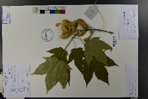  (Acer sinopurpurascens - Ge03791)  @11 [ ] CreativeCommons  Attribution Non-Commercial Share-Alike  Unspecified Herbarium of South China Botanical Garden