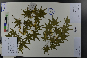  ( - Ge03793)  @11 [ ] CreativeCommons  Attribution Non-Commercial Share-Alike  Unspecified Herbarium of South China Botanical Garden