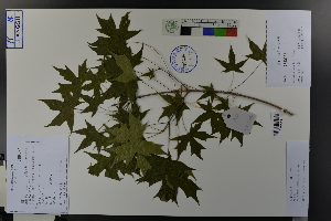  ( - Ge03794)  @11 [ ] CreativeCommons  Attribution Non-Commercial Share-Alike  Unspecified Herbarium of South China Botanical Garden