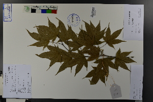  ( - Ge03796)  @11 [ ] CreativeCommons  Attribution Non-Commercial Share-Alike  Unspecified Herbarium of South China Botanical Garden