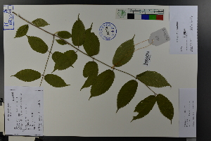  (Acer carpinifolium - Ge03797)  @11 [ ] CreativeCommons  Attribution Non-Commercial Share-Alike  Unspecified Herbarium of South China Botanical Garden