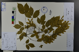  ( - Ge03799)  @11 [ ] CreativeCommons  Attribution Non-Commercial Share-Alike  Unspecified Herbarium of South China Botanical Garden