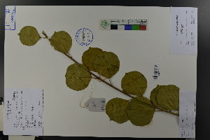  ( - Ge03806)  @11 [ ] CreativeCommons  Attribution Non-Commercial Share-Alike  Unspecified Herbarium of South China Botanical Garden