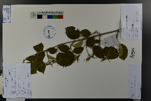  (Viburnum plicatum var. tomentosum - Ge03808)  @11 [ ] CreativeCommons  Attribution Non-Commercial Share-Alike  Unspecified Herbarium of South China Botanical Garden