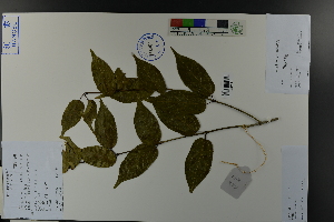  ( - Ge03816)  @11 [ ] CreativeCommons  Attribution Non-Commercial Share-Alike  Unspecified Herbarium of South China Botanical Garden