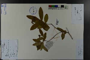  (Hypericum monogynum - Ge03819)  @11 [ ] CreativeCommons  Attribution Non-Commercial Share-Alike  Unspecified Herbarium of South China Botanical Garden
