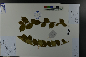 (Prunus triloba - Ge03826)  @11 [ ] CreativeCommons  Attribution Non-Commercial Share-Alike  Unspecified Herbarium of South China Botanical Garden