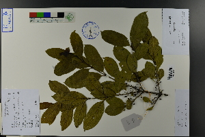  (Rhamnus utilis - Ge03827)  @11 [ ] CreativeCommons  Attribution Non-Commercial Share-Alike  Unspecified Herbarium of South China Botanical Garden