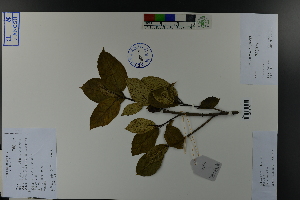  (Ficus erecta - Ge03831)  @11 [ ] CreativeCommons  Attribution Non-Commercial Share-Alike  Unspecified Herbarium of South China Botanical Garden