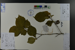  ( - Ge03832)  @11 [ ] CreativeCommons  Attribution Non-Commercial Share-Alike  Unspecified Herbarium of South China Botanical Garden