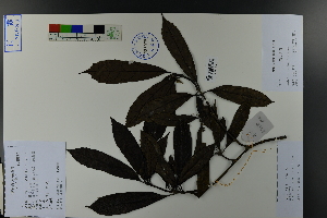  (Garryaceae - Ge03833)  @11 [ ] CreativeCommons  Attribution Non-Commercial Share-Alike  Unspecified Herbarium of South China Botanical Garden