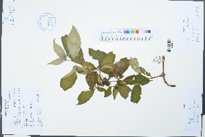  (Mussaenda pubescens - Ge03836)  @11 [ ] CreativeCommons  Attribution Non-Commercial Share-Alike  Unspecified Herbarium of South China Botanical Garden