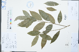  (Itea - Ge03838)  @11 [ ] CreativeCommons  Attribution Non-Commercial Share-Alike  Unspecified Herbarium of South China Botanical Garden