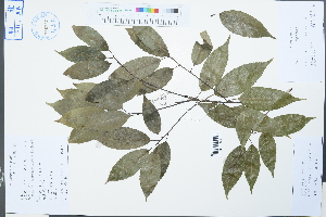  (Quercus myrsinifolia - Ge03840)  @11 [ ] CreativeCommons  Attribution Non-Commercial Share-Alike  Unspecified Herbarium of South China Botanical Garden