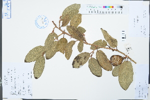  (Ficus pumila - Ge03843)  @11 [ ] CreativeCommons  Attribution Non-Commercial Share-Alike  Unspecified Herbarium of South China Botanical Garden
