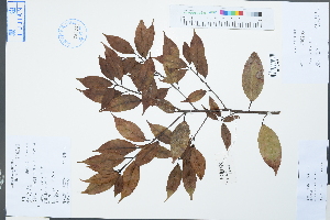  (Altingia gracilipes - Ge03855)  @11 [ ] CreativeCommons  Attribution Non-Commercial Share-Alike  Unspecified Herbarium of South China Botanical Garden