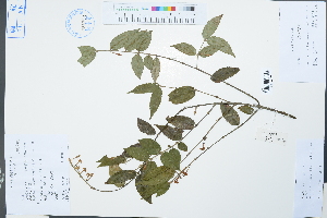  (Coptosapelta - Ge03857)  @11 [ ] CreativeCommons  Attribution Non-Commercial Share-Alike  Unspecified Herbarium of South China Botanical Garden