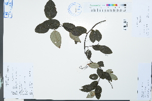  (Sabia - Ge03859)  @11 [ ] CreativeCommons  Attribution Non-Commercial Share-Alike  Unspecified Herbarium of South China Botanical Garden