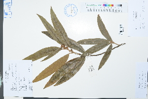  (Litsea elongata - Ge03860)  @11 [ ] CreativeCommons  Attribution Non-Commercial Share-Alike  Unspecified Herbarium of South China Botanical Garden