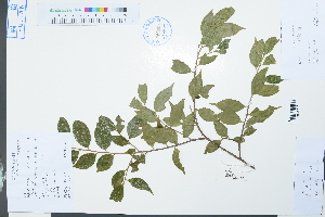  (Symplocos anomala - Ge03866)  @11 [ ] CreativeCommons  Attribution Non-Commercial Share-Alike  Unspecified Herbarium of South China Botanical Garden