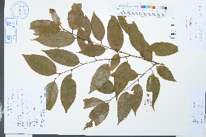  ( - Ge03867)  @11 [ ] CreativeCommons  Attribution Non-Commercial Share-Alike  Unspecified Herbarium of South China Botanical Garden