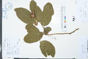  (Pyrularia - Ge03870)  @11 [ ] CreativeCommons  Attribution Non-Commercial Share-Alike  Unspecified Herbarium of South China Botanical Garden