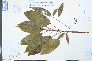  (Elaeocarpus japonicus - Ge03871)  @11 [ ] CreativeCommons  Attribution Non-Commercial Share-Alike  Unspecified Herbarium of South China Botanical Garden