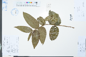  (Camellia edithae - Ge03872)  @11 [ ] CreativeCommons  Attribution Non-Commercial Share-Alike  Unspecified Herbarium of South China Botanical Garden