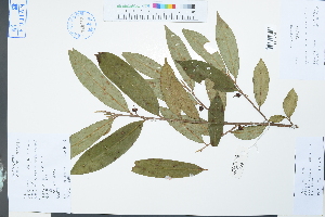  (Adinandra bockiana var. acutifolia - Ge03873)  @11 [ ] CreativeCommons  Attribution Non-Commercial Share-Alike  Unspecified Herbarium of South China Botanical Garden