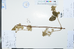  (Lonicera reticulata - Ge03877)  @11 [ ] CreativeCommons  Attribution Non-Commercial Share-Alike  Unspecified Herbarium of South China Botanical Garden