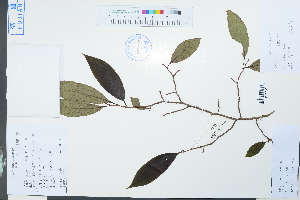  (Diospyros tsangii - Ge03878)  @11 [ ] CreativeCommons  Attribution Non-Commercial Share-Alike  Unspecified Herbarium of South China Botanical Garden