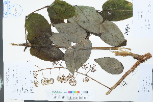  (Aralia echinocaulis - Ge03881)  @11 [ ] CreativeCommons  Attribution Non-Commercial Share-Alike  Unspecified Herbarium of South China Botanical Garden