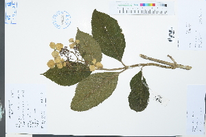  (Hydrangea chungii - Ge03882)  @11 [ ] CreativeCommons  Attribution Non-Commercial Share-Alike  Unspecified Herbarium of South China Botanical Garden
