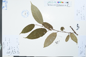  (Ficus sarmentosa var. sarmentosa - Ge03884)  @11 [ ] CreativeCommons  Attribution Non-Commercial Share-Alike  Unspecified Herbarium of South China Botanical Garden