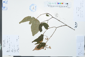  (Viburnum foetidum var. rectangulatum - Ge03886)  @11 [ ] CreativeCommons  Attribution Non-Commercial Share-Alike  Unspecified Herbarium of South China Botanical Garden