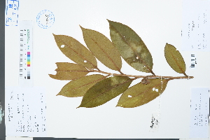  (Adinandra glischroloma var. macrosepala - Ge03893)  @11 [ ] CreativeCommons  Attribution Non-Commercial Share-Alike  Unspecified Herbarium of South China Botanical Garden