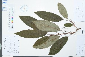  (Actinidia hemsleyana - Ge03894)  @11 [ ] CreativeCommons  Attribution Non-Commercial Share-Alike  Unspecified Herbarium of South China Botanical Garden